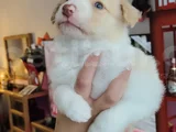 Irk Garantili Safkan Border Collie Yavrusu