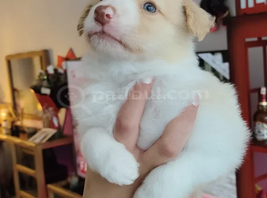 Irk Garantili Safkan Border Collie Yavrusu görsel