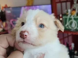 Irk Garantili Safkan Border Collie Yavrusu
