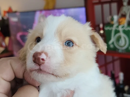 Irk Garantili Safkan Border Collie Yavrusu görsel