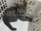 Saf Kan Dost Canlisi Bri̇ti̇sh Yuvasini Ariyor