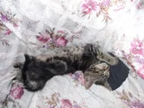 Ücretsiz mırıl mırıl yavru tekir kedi Tuvalet eğitimi var