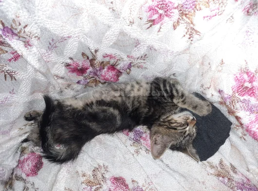 Ücretsiz Mırıl Mırıl Yavru Tekir Kedi Tuvalet Eğitimi Var