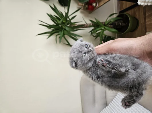 Orijinal Schottish görsel