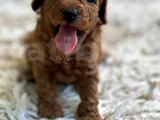 Ki̇lo Ve Irk Garanti̇li̇ Toy Poodle