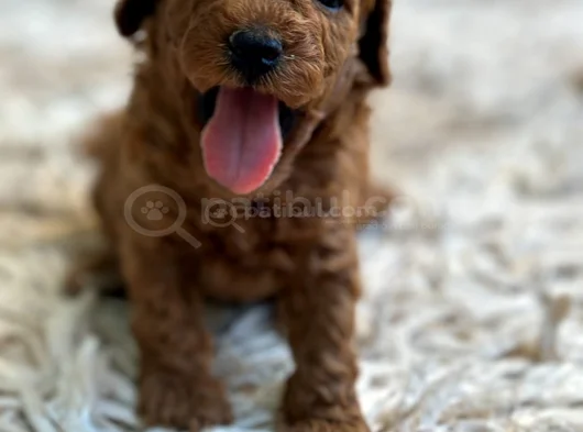 Ki̇lo Ve Irk Garanti̇li̇ Toy Poodle görsel