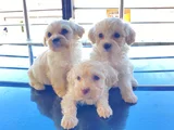 Ev Doğumu Maltese Bebegimiz