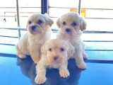 ev doğumu maltese bebegimiz
