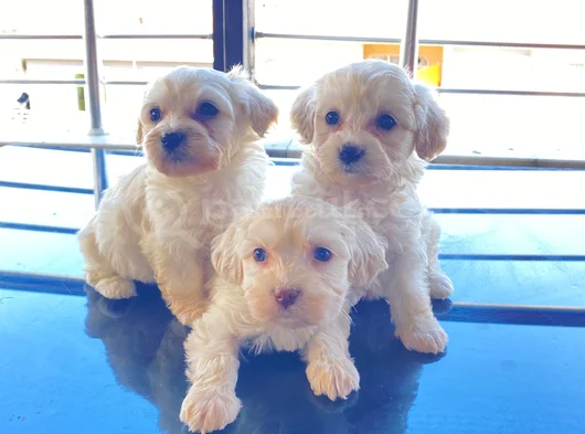 Ev Doğumu Maltese Bebegimiz