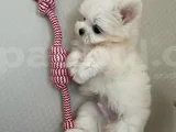 Mini Boy Maltese Terrier