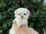 mini boy Maltese terrier