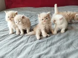 Safkan şecereli İran bebekler