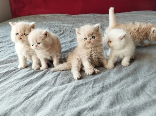 Safkan Şecereli İran Bebekler