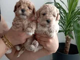 Anatomi Harikası Maltipoo Yavrularımız