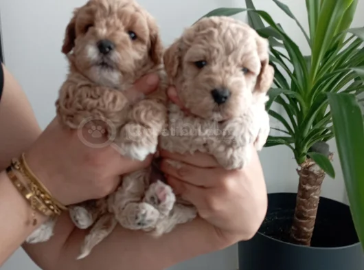 Anatomi Harikası Maltipoo Yavrularımız görsel