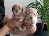 Anatomi harikası maltipoo yavrularımız