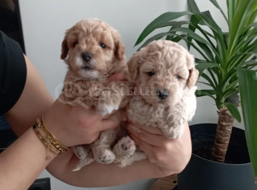 Anatomi Harikası Maltipoo Yavrularımız