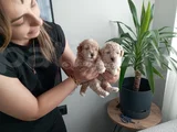 Anatomi Harikası Maltipoo Yavrularımız