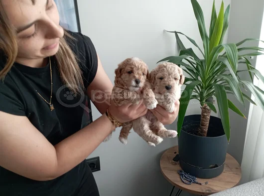 Anatomi Harikası Maltipoo Yavrularımız görsel