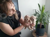 Anatomi Harikası Maltipoo Yavrularımız