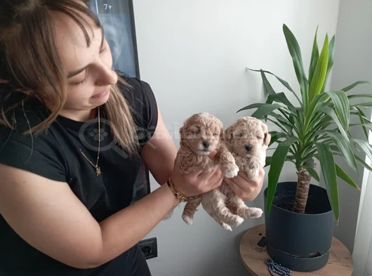 Anatomi Harikası Maltipoo Yavrularımız görsel