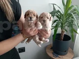 Anatomi Harikası Maltipoo Yavrularımız
