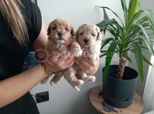 Anatomi Harikası Maltipoo Yavrularımız görsel