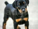 Mükemmel King Doberman A Kalite Yavrular
