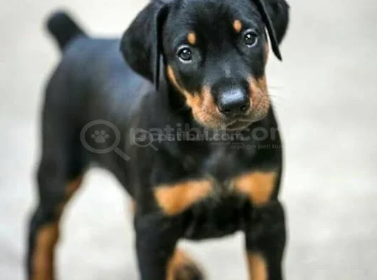 Mükemmel King Doberman A Kalite Yavrular görsel