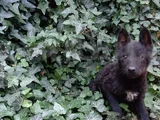 Daha İyisini Yapana Kadar En İyisi Solid Black Alman Çoban