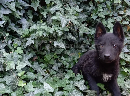 Daha İyisini Yapana Kadar En İyisi Solid Black Alman Çoban görsel