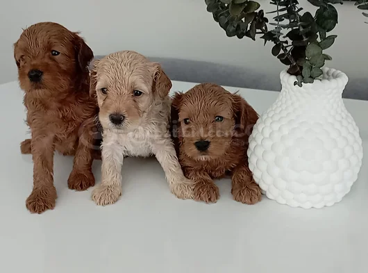 Toy Poodle Kalitesinde Maltipoo Yavrularımız görsel