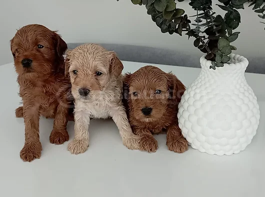 Toy Poodle Kalitesinde Maltipoo Yavrularımız görsel