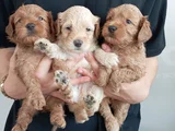 Toy poodle kalitesinde maltipoo yavrularımız
