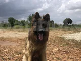 Şecereli Şampiyon Yavruları