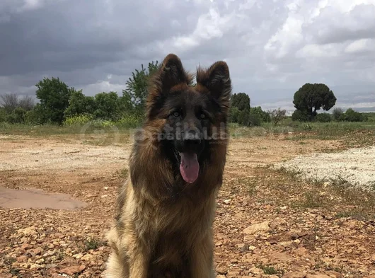 Şecereli Şampiyon Yavruları görsel
