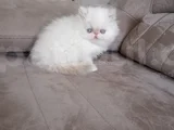 Safkan Şecereli İran Bebekler