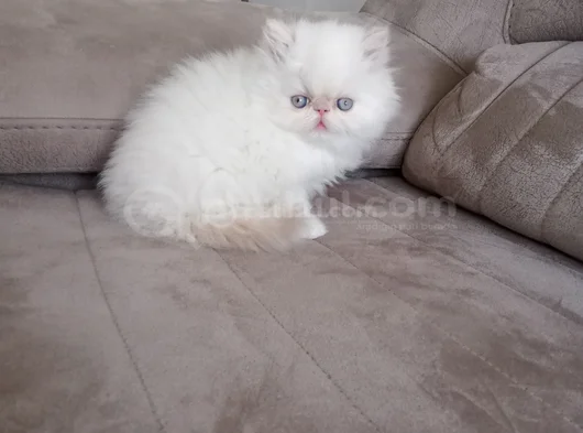 Safkan Şecereli İran Bebekler görsel