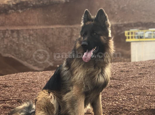 Şecereli Şampiyon Yavruları görsel