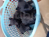 Daha İyisini Yapana Kadar En İyisi Solid Black Alman Çoban