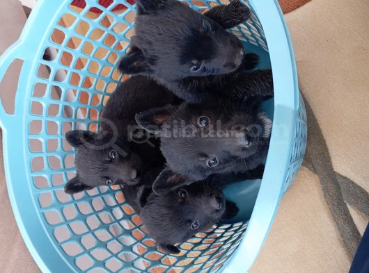 Daha İyisini Yapana Kadar En İyisi Solid Black Alman Çoban görsel