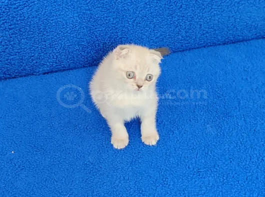 Tesli̇me Hazir Bi̇r Mükemmel Scotti̇sh Fold görsel