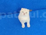 Tesli̇me Hazir Bi̇r Mükemmel Scotti̇sh Fold