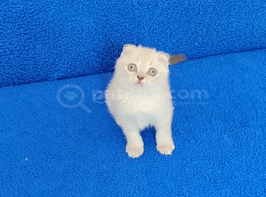 Tesli̇me Hazir Bi̇r Mükemmel Scotti̇sh Fold görsel