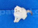 TESLİME HAZIR BİR MÜKEMMEL SCOTTİSH FOLD