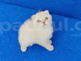 Tesli̇me Hazir Bi̇r Mükemmel Scotti̇sh Fold