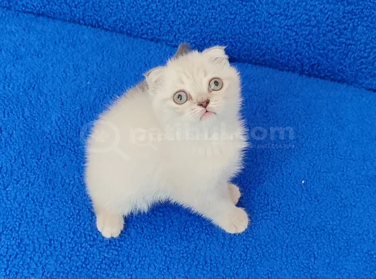 Tesli̇me Hazir Bi̇r Mükemmel Scotti̇sh Fold görsel