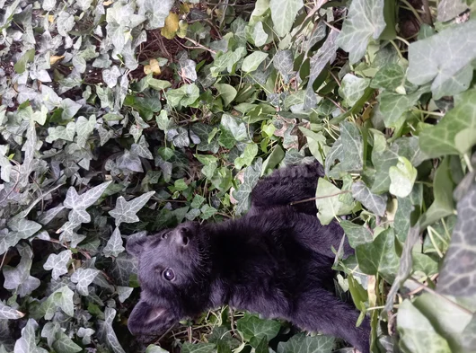 Daha İyisini Yapana Kadar En İyisi Solid Black Alman Çoban görsel