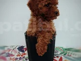 Tatlış Toy Poodle Yavru