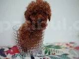 Tatlış Toy poodle yavru